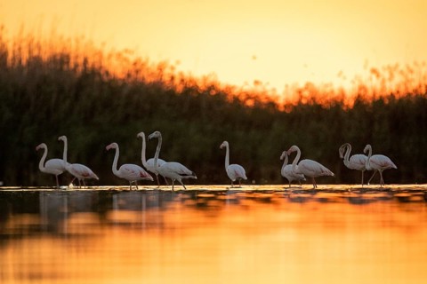 Greater Flamingo (Phoenicopterus roseus) group, Castile-La Mancha, Spain