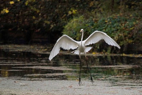 An egret (Ardea alba) landing gracefully on the water surface, frontal view, Hesse, Germany