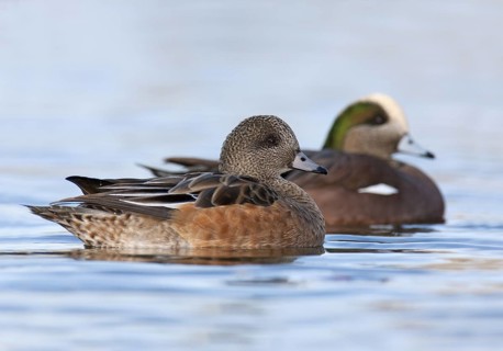 American Wigeon (Mareca americana), British Columbia, Canada
