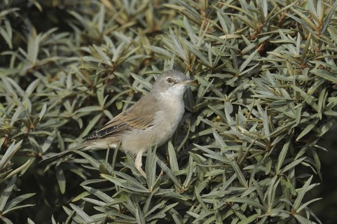 Common Whitethroat (Sylvia communis), North Rhine-Westphalia, Germany