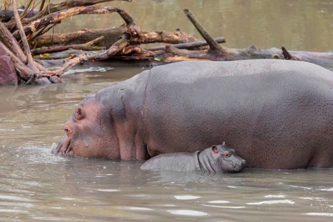 A baby hippopotamus (Hippopotamus amphibius) and its mother swimming in a river