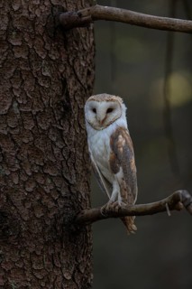 One barn owl (Tyto alba) sitting on a twig of a pine tree in late evening light