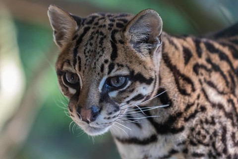 One Ozelot, Leopardus pardalis, frontal portrait with green vegetation in the background