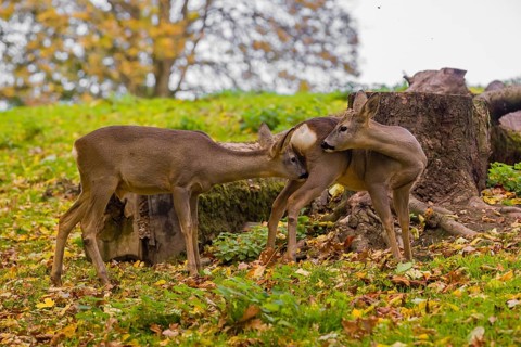 One young Roe Deer buck, (Capreolus capreolus), sniffing on another buck