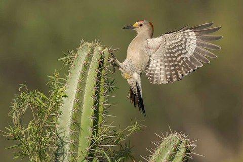 Golden-fronted Woodpecker (Melanerpes aurifrons) male approaching a cactus, Texas, USA