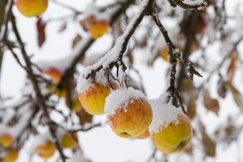 Ripe apples covered in snow on the branches of an apple tree, onset of winter in Oberwartha,
