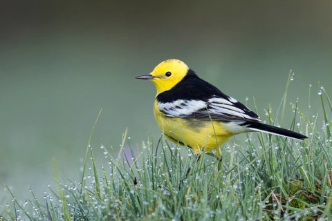 Citrine Wagtail - Zitronenstelze - Motacilla citreola ssp. calcarata, Kyrgyzstan, adult male