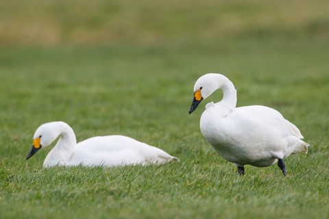 Tundra Swan (Cygnus columbianus bewickii), Netherlands