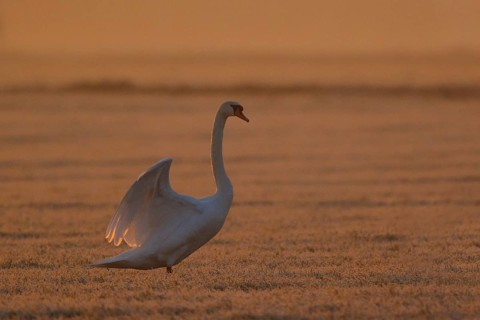 Mute Swan (Cygnus olor) male, North Rhine-Westphalia, Germany