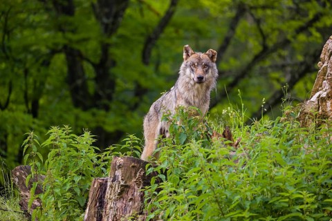 A eurasian gray wolf (Canis lupus lupus) stands on a grassy hill with a green forest in the