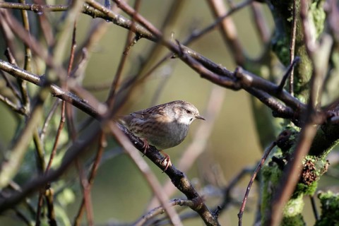 Dunnock (Prunella modularis), songbird, brown, twig, winter, Germany, The dunnock sits on a twig in