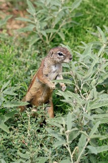 Cape bristle-necked squirrel (Xerus inauris), adult, alert, standing upright, foraging, Mountain