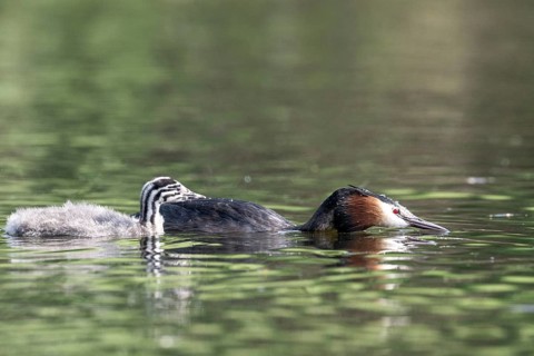 Great Crested Grebe (Podiceps Scalloped ribbonfish) with juvenile, Emsland, Lower Saxony, Germany