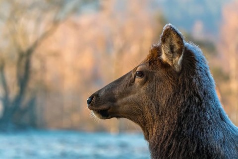 Portrait of a young female Wapiti, Cervus canadensis with hoarfrost in her fur