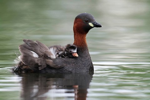 Little Grebe (Tachybaptus ruficollis) with chick, Saxony, Germany