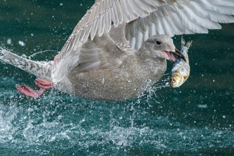 Glaucous-winged Gull (Larus glaucescens) catching fish in flight, Alaska, USA