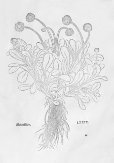 Daisies, Maßliebchen, Tausendschön (Bellis perennis), woodcut by Leonhart Fuchs, from New