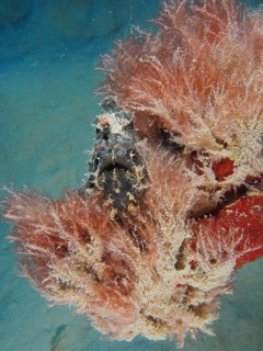 Giant frogfish (Antennarius commerson)