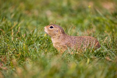 A European ground squirrel (Spermophilus citellus) or European souslik sits in green gras, looking