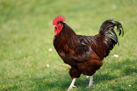 Brown cockerel on a green meadow in good weather, domestic fowl (Gallus gallus domesticus),