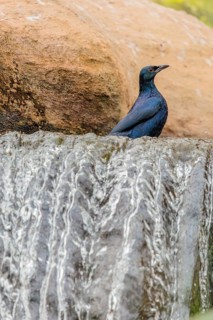 A male red-winged starling (Onychognathus morio) bathes in a small stream above a waterfall.