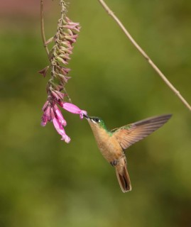 Brazilian Ruby (Clytolaema rubricauda) female flying and feeding at a flower, Rio de Janeiro,