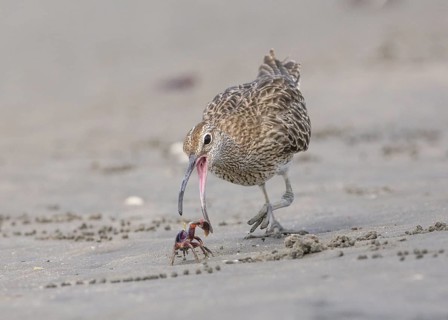Whimbrel (Numenius phaeopus) eating crab, Gambia