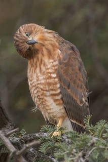 Greater Kestrel (Falco rupicoloides), Northern Cape, South Africa