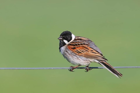 Reed bunting (Emberiza schoeniclus) male sitting on a wire fence, songbird, wildlife, Ochsenmoor,