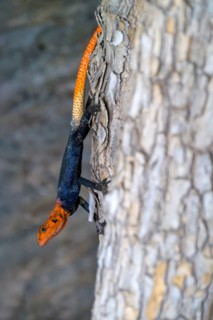 Namibian rock agama or hero agama (Agama planiceps) on a tree trunk, male, Namibia
