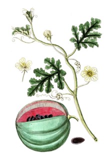 Cucurbita citrullus, plant genus of the pumpkin family, digital reproduction of a historical model,