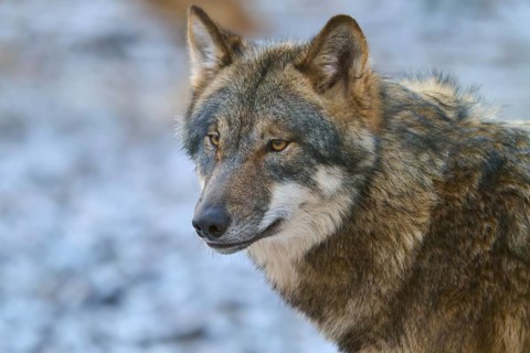 Close-up of a wolf in the snow with focussed view, winter, wolf (Canis lupus), Germany