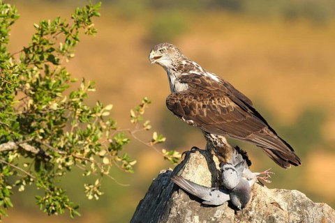 Bonelli's Eagle (Aquila fasciata), Extremadura, Spain