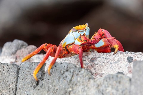 Red rock crab (Grapsus grapsus), San Cristobal, Galapagos, Ecuador