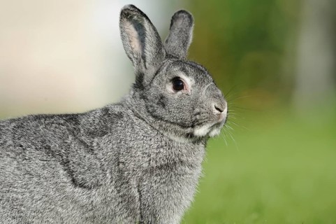 Grey hare in side profile on green meadow, domestic rabbit (Oryctolagus cuniculus forma domestica),