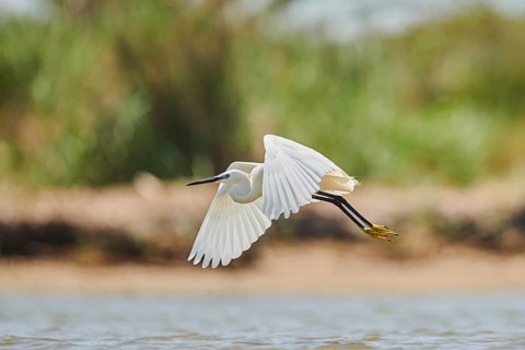 Little egret (Egretta garzetta) landing at the shore, hunting, sea, ebro delta, Catalonia, Spain