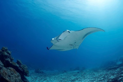 A majestic reef manta ray gracefully swims through the vibrant, clear waters of the Maldives. The