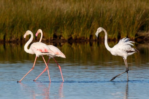 Greater Flamingo (Phoenicopterus roseus), Greece