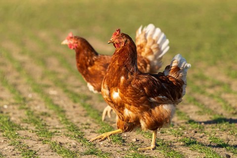 Two chickens running in a rural field in the sunlight, domestic chicken, Rhineland-Palatinate,