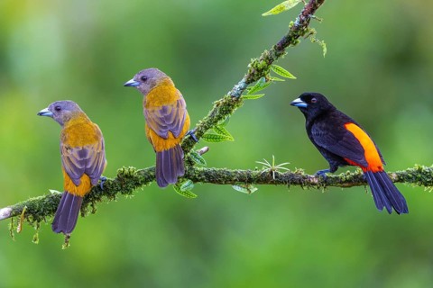 Flame tanager (Pamphecelus passerinii), tanager (Thraupidae), Costa Rica