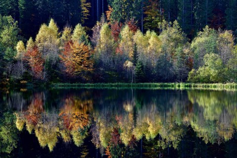 Trees reflected in the Sankenbachsee, Karsee, autumn, near Baiersbronn, Freudenstadt district,