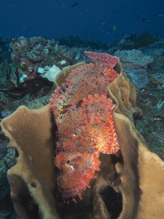 Fringed dragon's head (Scorpaenopsis oxycephala)