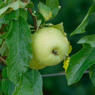 Apple (Malus domestica 'Luna'),  Germany