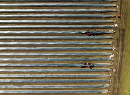 Wesel, North Rhine-Westphalia, Germany, Harvest workers from Eastern Europe harvest the first