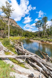 Dead tree trunks on the banks of the Lasifahaj River, Tierra del Fuego Island, Patagonia, Argentina