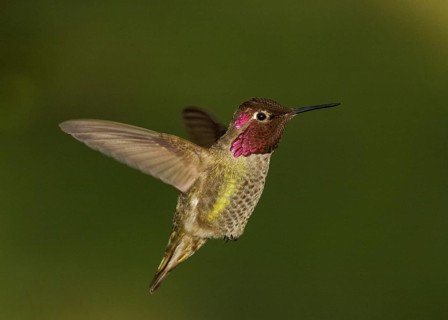 Anna's Hummingbird (Calypte anna), Sacramento County California