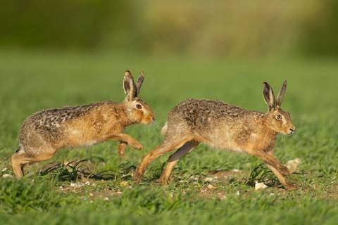 Brown hare (Lepus europaeus) two adult animals running in a farmland cereal field in springtime