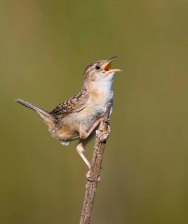 A Sedge Wren, Cistothorus platensis, sings from a perch near Saskatoon, Saskatchewan