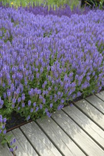 Sage (Salvia nemorosa 'Blauhügel'), IGS Hamburg 2013, Hamburg, Hamburg, Germany