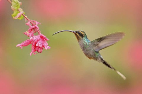 Green Hermit, Phaethornis guy, rare hummingbird from Costa Rica, green bird flying next to